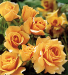 pictures of yellow roses