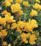 pictures of yellow roses