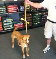 Spikey gets his official yellow ribbon at Edmonds' Blue Collar Dog House Saturday.