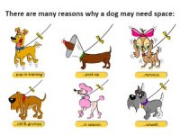 The Yellow Dog Infographic