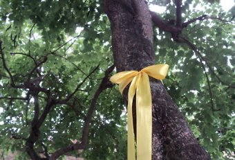 Tie Yellow Ribbon on the Oak Tree