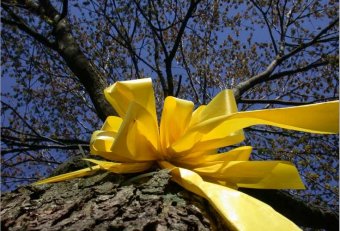Yellow ribbon around tree for soldiers