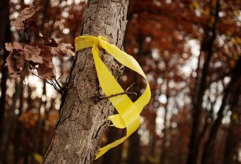 Yellow Ribbon Oak Tree Wiki