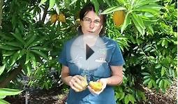 Canistel Fruit Tree or Yellow Sapote Tree - Tastes Like Egg