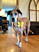 yellow ribbon dog meaning