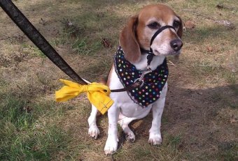 Yellow ribbon around dog
