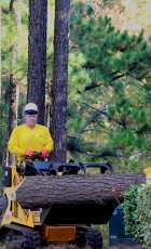 tree trimming in Atlanta, Georgia