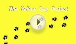 What to do if you see a dog wearing a yellow bow on its leash