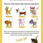 Yellow Dog Poster