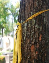 yellow-ribbon-tree-blog