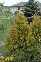 Yellow Ribbon White Cedar (Thuja occidentalis 'Yellow Ribbon') at Gertens